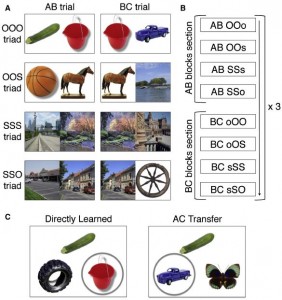 Diseño experimental. (A) Estimulación de Fotos a color de objeto (O) y escena (S) se organizaron en grupos de tres estímulos (triads) presentadas en dos asociaciones superpuestas (AB y BC). Los tríos consistían de uno de cuatro posibles tipos. (Crédito: Dagmar Zeithamova, April L. Dominick, Alison R. Preston,/Neuron)