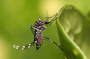 Aedes aegypti (Crédito: Muhammad Mahdi Karim/Wikimedia Commons)