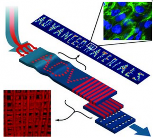 Formación continua, en un sólo paso, de láminas mosaico de hidrogel.  (Crédito: L. Leng et al./Advanced Materials)